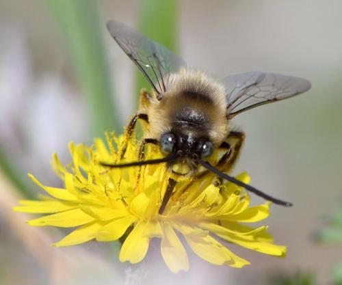 Réf. 247 195 : Eucera nigrilabris
